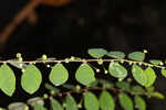 Muscarene Island leaf-flower